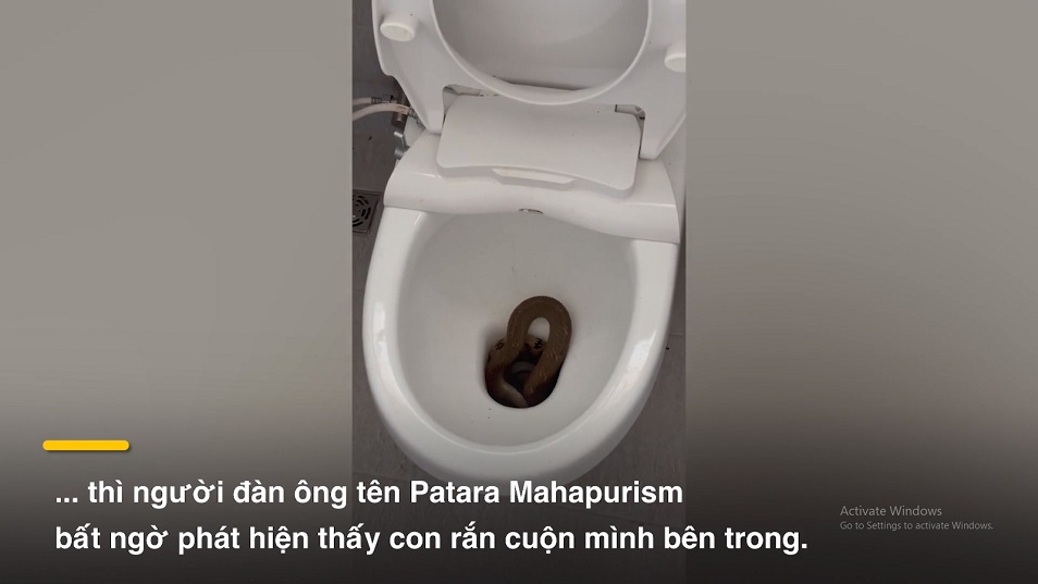 Rợn người phát hiện rắn quằn quại bên trong bồn cầu nhà vệ sinh