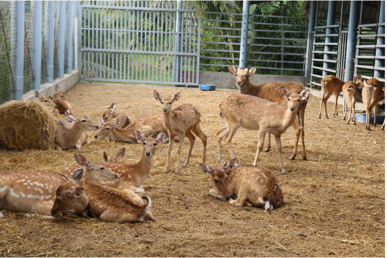 Cải tạo chuồng cũ nuôi hươu sao, nông dân miền Tây thu 300 triệu/năm